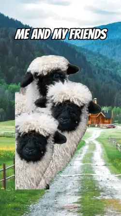 Sheep meme