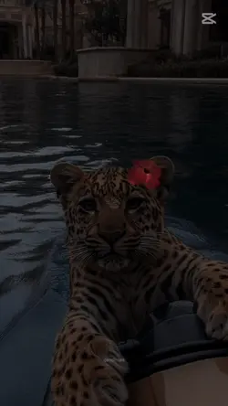 Il mio animale