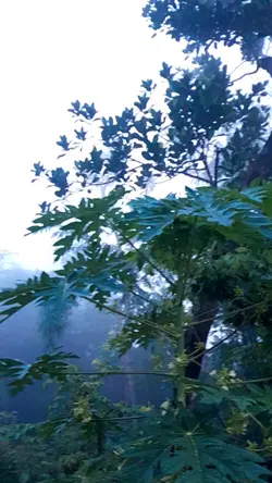 Suasana pedesaan