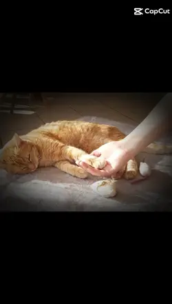 My cat~Love u