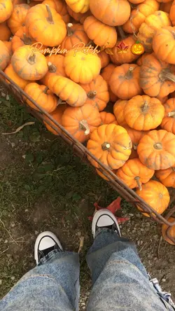 Pumpkin Patch!🍂🍁🎃✨