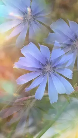 Magical Forest 
