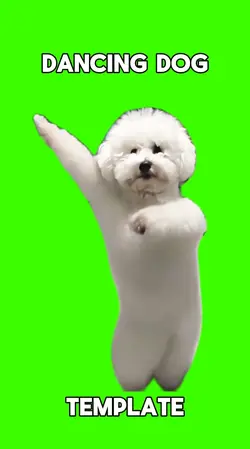 Dancing dog
