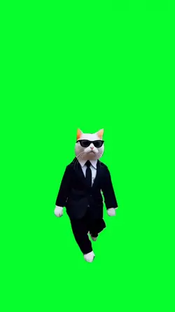 cat in suit walking