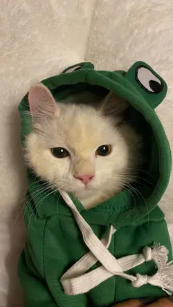 sad cat 
