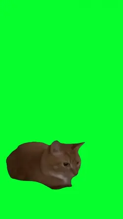 BOUNCING CAT