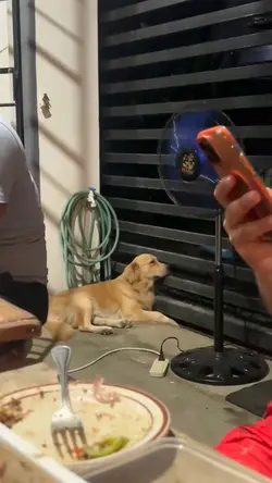 relapse si doggy