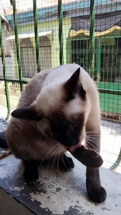 Pusa