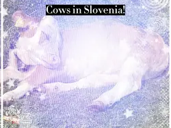 Cows in Slovenia! :3