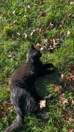 Black cat on Farm