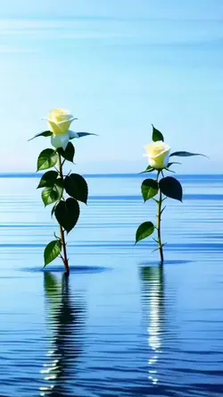 sway
