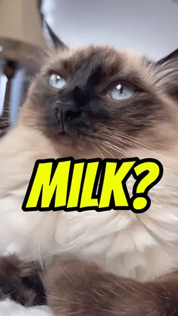 Almond milk? 😼😾😽