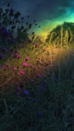 Lavender 