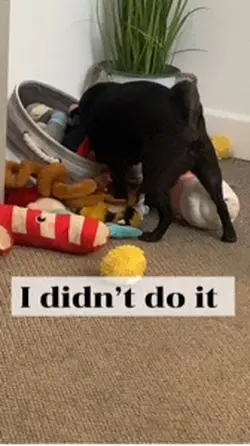 I didn’t do it 