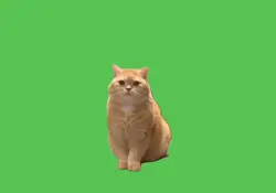 Greenscreen of cat