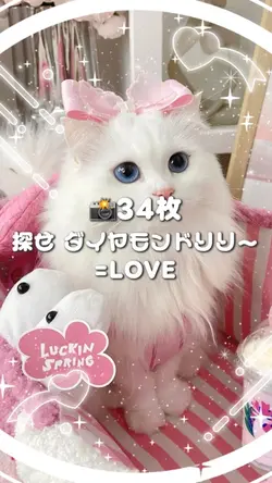 🎵探せ ダイヤモンドリリー