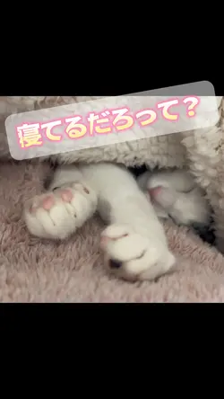 ペット動画など