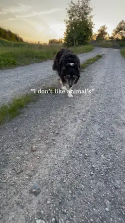 animal