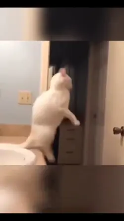 Cats funny moments 