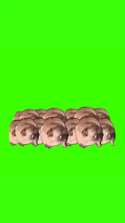 PUGS DANCING