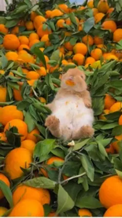 Cute pet rabbit 