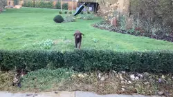 Dogsss