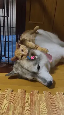pet moment dog cat