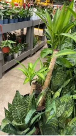 Home Depot 