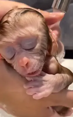 Lovely Monkey