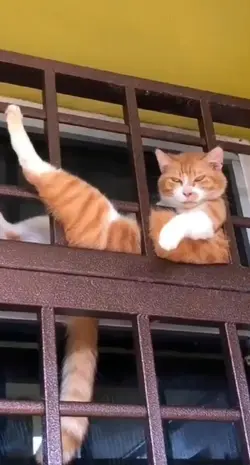 kucing lucu