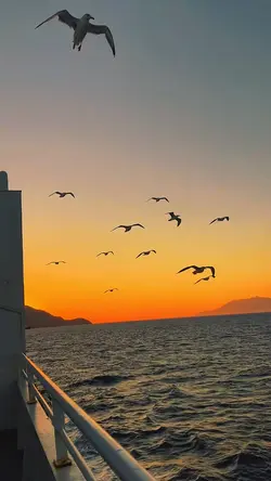 SUNSET VIBES