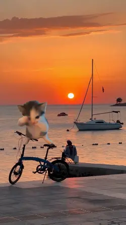 scuba cat