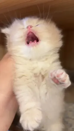 Cute Kitten 