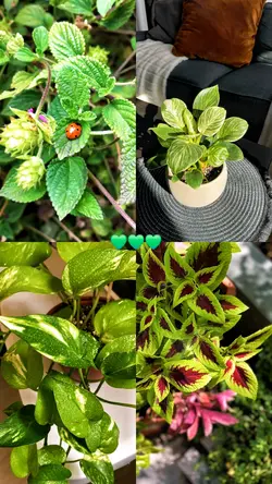 Colagem de plantinha