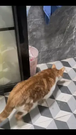 Cute cat 
