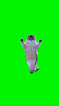 cat dancing