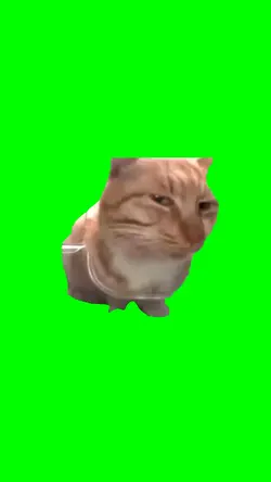 Cat Side Eye 