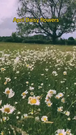 april daisy flower