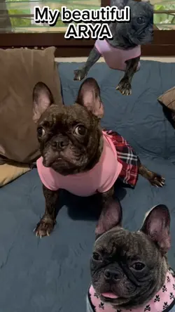 Beautiful Frenchie