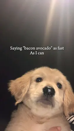 bacon avocado trend