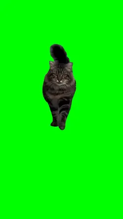 CAT WALKING