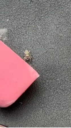 Franklin the spider