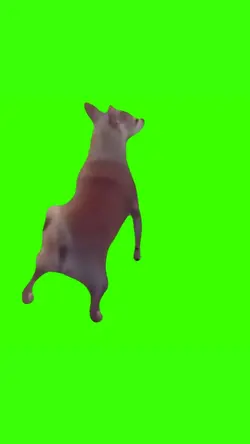 Dog Twerking Meme