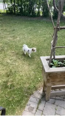 Cute dog slow motion