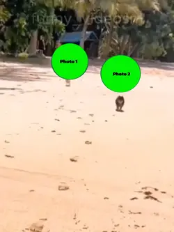 Funny template 😂