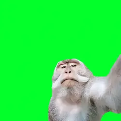 Selfie With Monkey