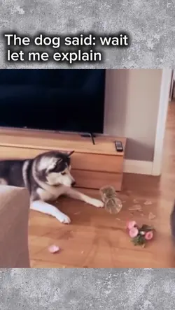 Dog said