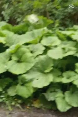 Zwolnij