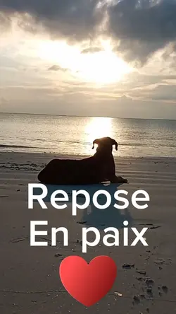 🪦❤️ RIP MON CHIEN 😢