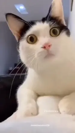 komedian lucu